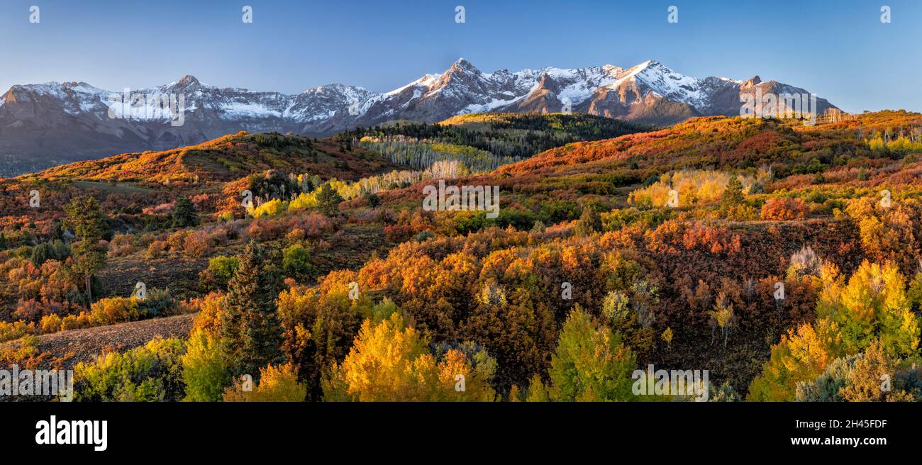 Das erste Licht des Tages trifft auf die San Juan Mountains und einen Berghang mit lebhaftem Herbstlaub an der Dallas Divide, Colorado. Stockfoto