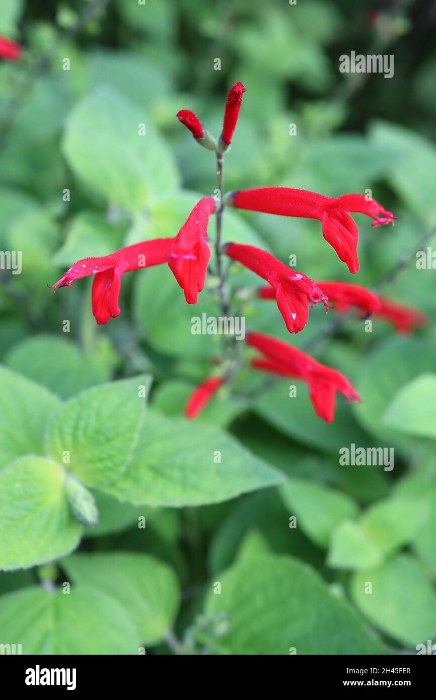 Salvia elegans ‘Honey Melon’ Salbei Honey Melon – schlanke röhrenförmige, leuchtend rote Blüten und mittelgrüne, spitze ovate Blätter, Oktober, England, Großbritannien Stockfoto