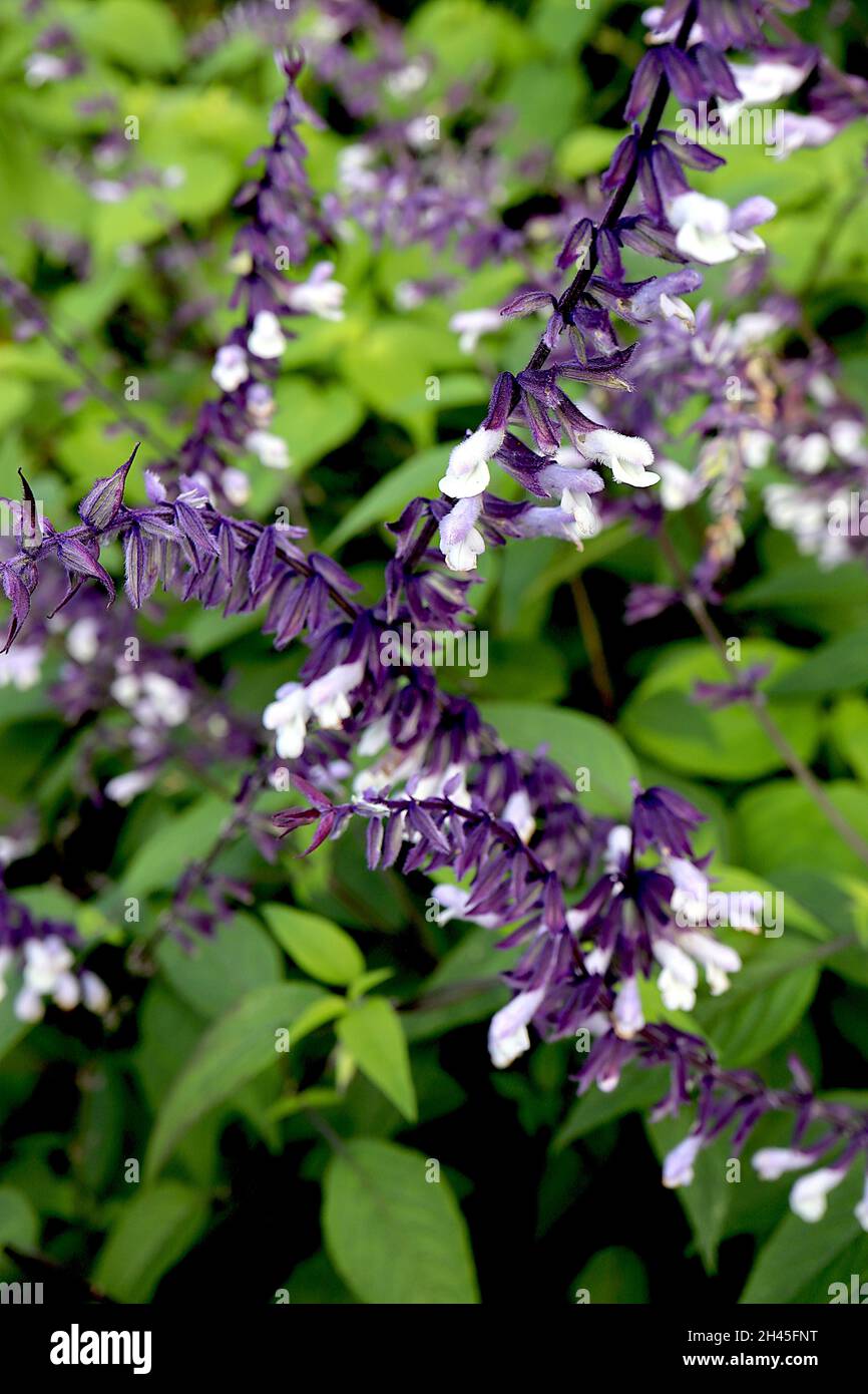 Salvia ‘Phyllis Fancy’ Salbei Phyllis Fancy – gebogene Trauben aus weißen Blüten mit hellvioletter Basis und dunkelvioletten Calyces, hohe Stiele, Oktober, Großbritannien Stockfoto