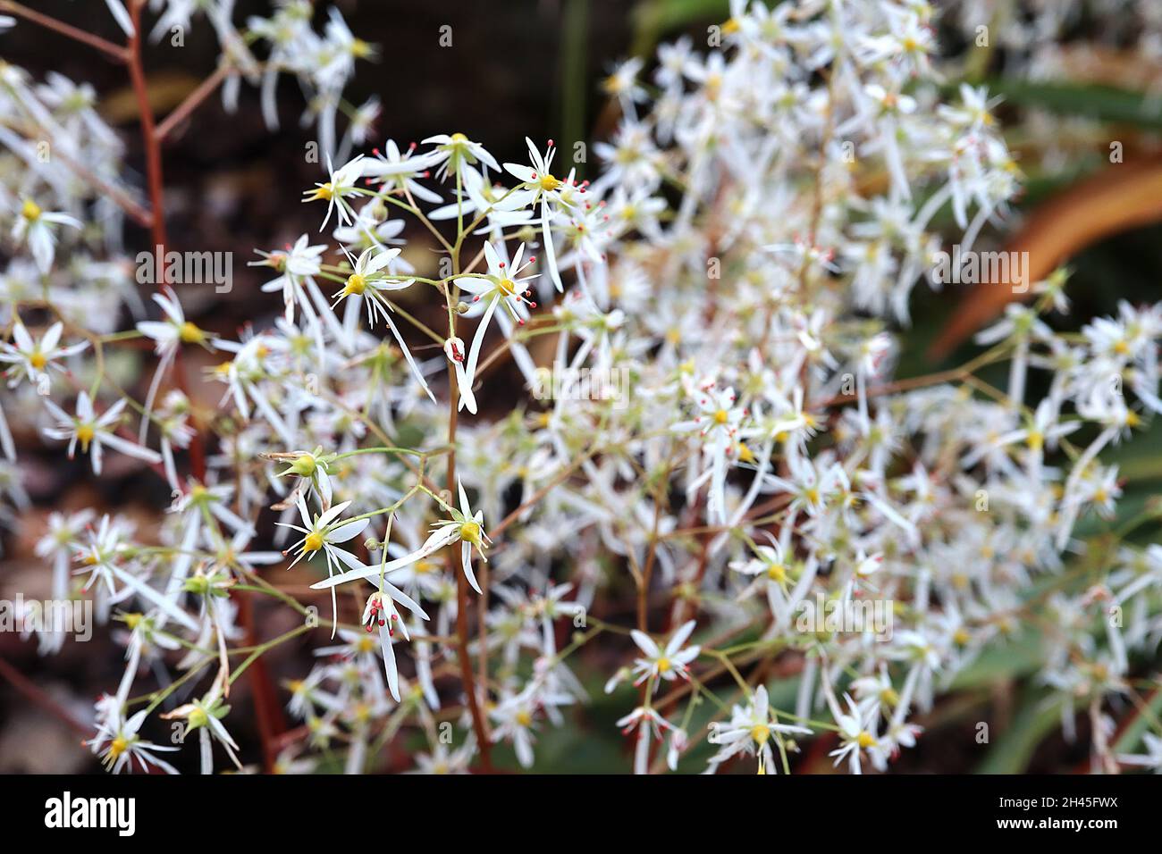 Saxifraga fortunei var incisolobata Masse von luftigen Sprays von winzigen weißen Blüten mit einem langen Blütenblatt, Oktober, England, Großbritannien Stockfoto