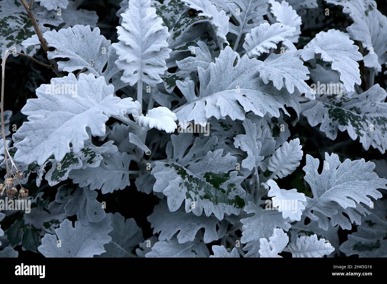 Senecio cineraria ‘Cirrus’ silbernes Ragwort Cirrus – filzte eiovierte, silbergraue Blätter mit gelappten Rändern, Oktober, England, Großbritannien Stockfoto