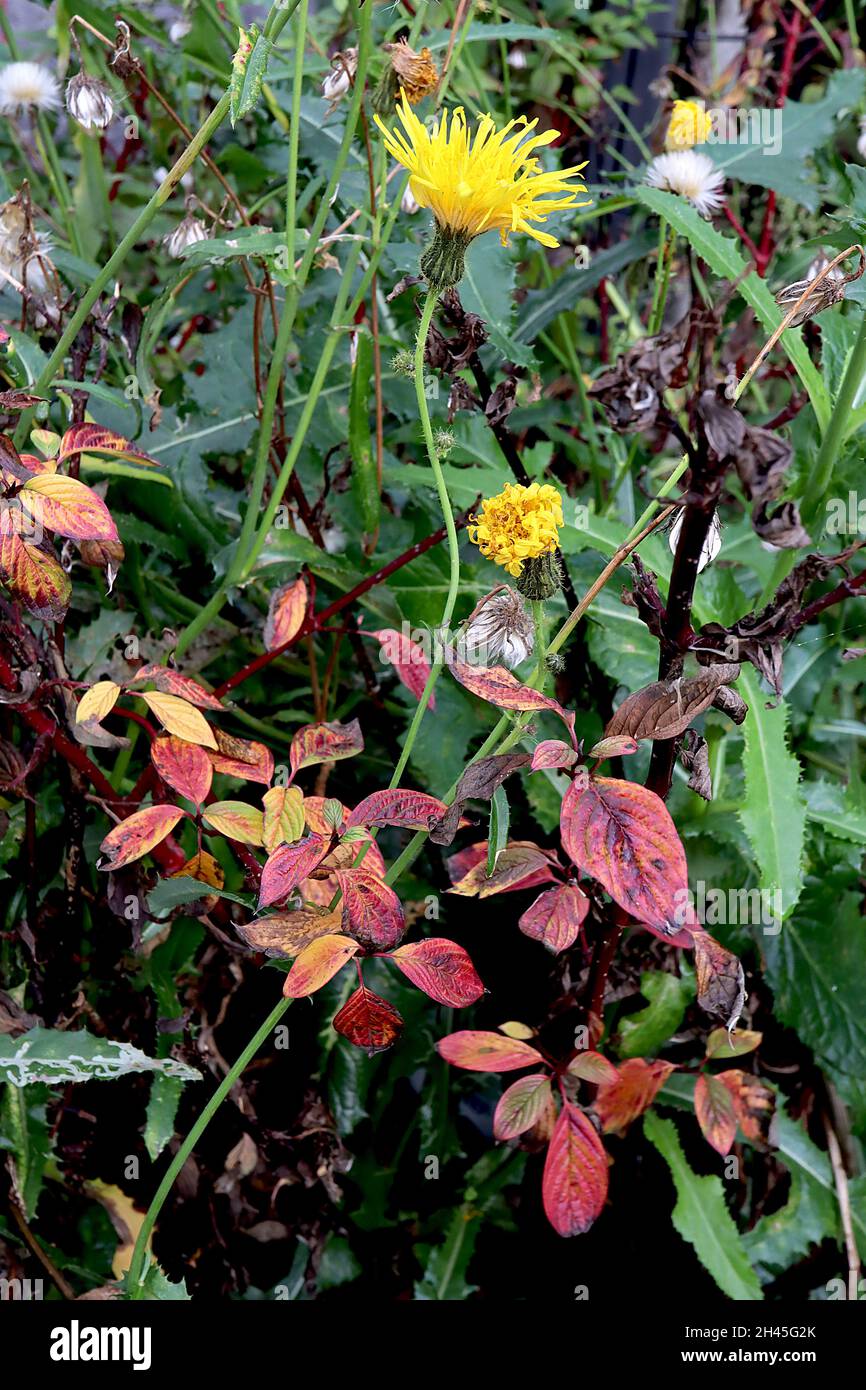 Sonchus asper stachelige Saudistel – doppelt gelbe, stachelige Blätter und dunkelgrüne stachelige Blätter, Oktober, England, Großbritannien Stockfoto