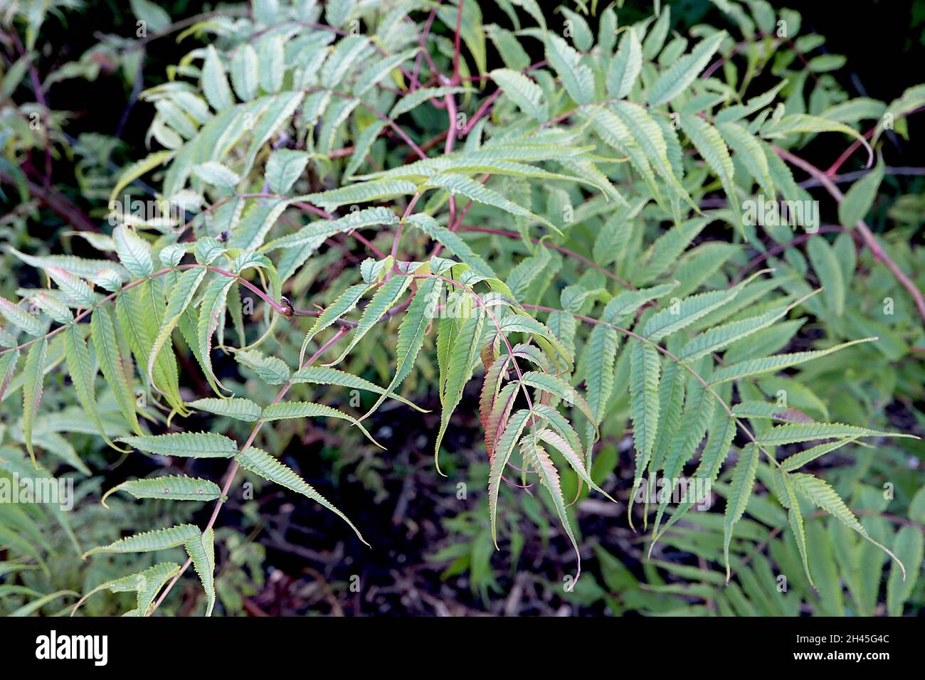 Sorbaria tomentosa Kashmir false spiraea – mittelgrüne, lanzförmige Blätter und rote Stängel, Oktober, England, Großbritannien Stockfoto