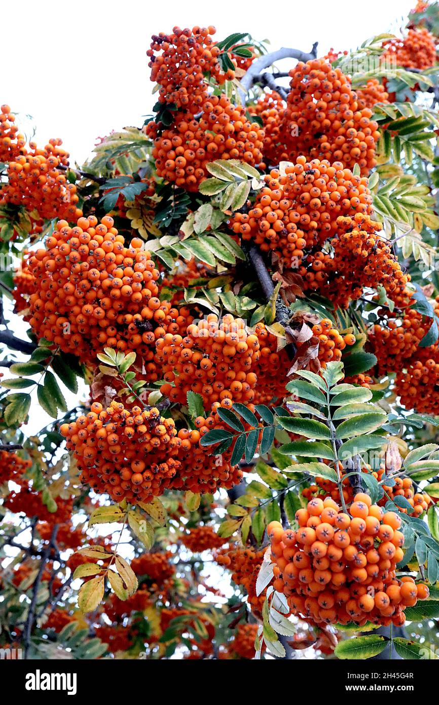 Sorbus acuparia Eberesche – dichte Trauben von Orangenbeeren und dunkelgrünen gefiederten Blättern, Oktober, England, Großbritannien Stockfoto