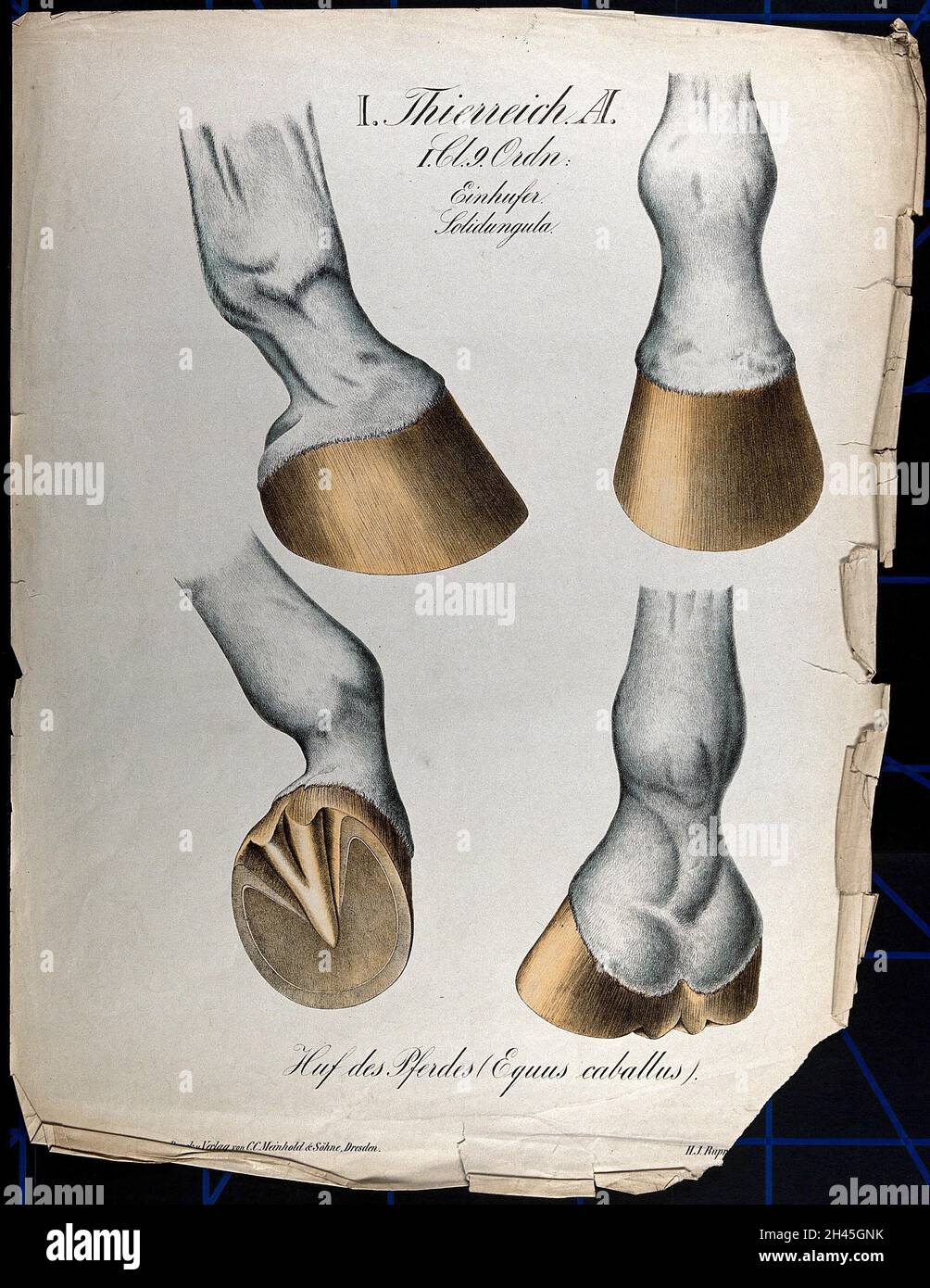 Füße und Hufe der Pferde: Vier Figuren. Chromolithographie, 1877. Stockfoto Füße und Hufe der Pferde: Vier Figuren. Chromolithographie, 1877. Stockfoto