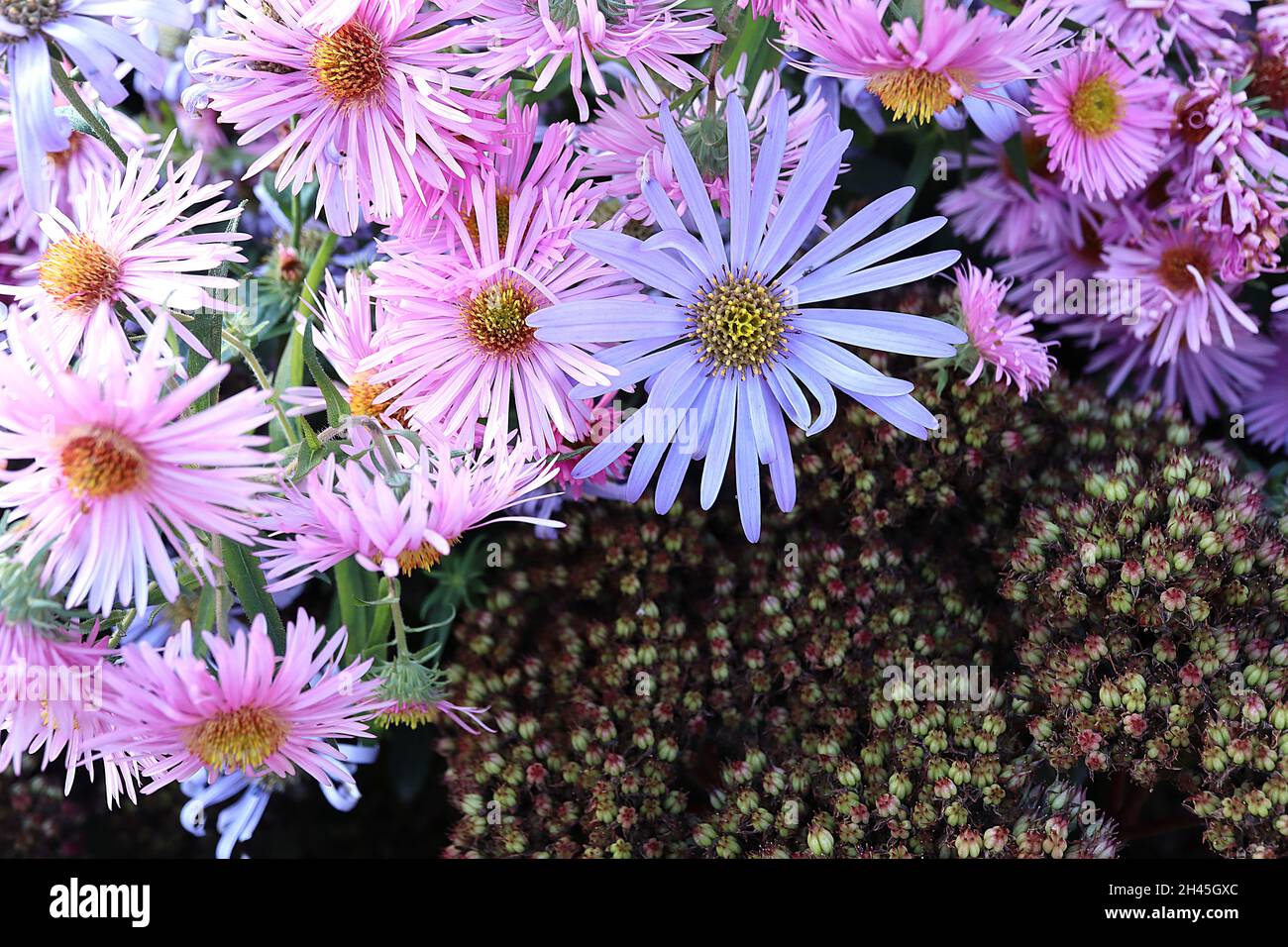 Symphyotrichum novae-angliae ‘Rosa Sieger’ New England Aster Rosa Sieger - doppelte hellrosa Blüten mit sehr schlanken Blütenblättern, Oktober, England, UK Stockfoto