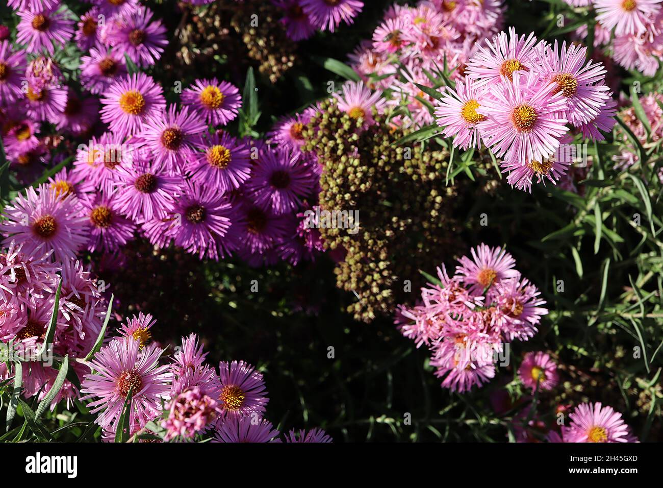 Symphyotrichum novae-angliae ‘Rosa Sieger’ New England Aster Rosa Sieger - doppelte hellrosa Blüten mit sehr schlanken Blütenblättern, Oktober, England, UK Stockfoto