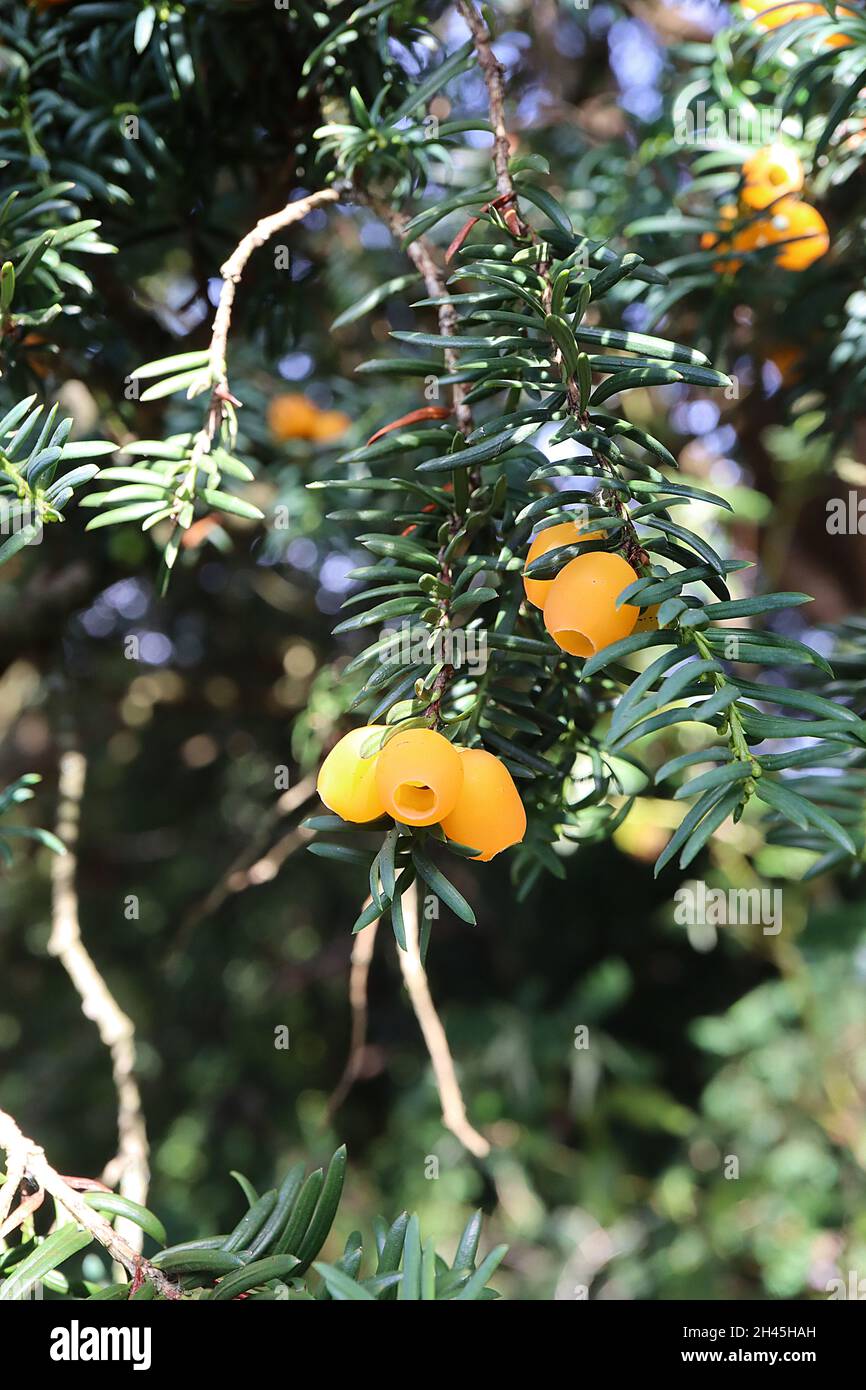 Taxus baccata ‘Lutea’ Eibe Lutea – blasse orange-beerenartige Arillen und nadelartige spiralförmig angeordnete dunkelgrüne Blätter, Oktober, England, Großbritannien Stockfoto