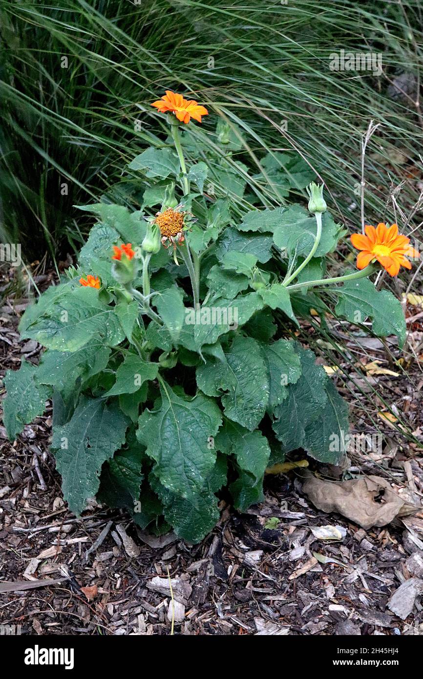 Tithonia rotundifolia ‘Fiesta del Sol’ mexikanische Sonnenblume Fiesta del Sol – leuchtend orange Gänseblümchen-ähnliche Blüten und mittelgrüne breite ovate Blätter Stockfoto