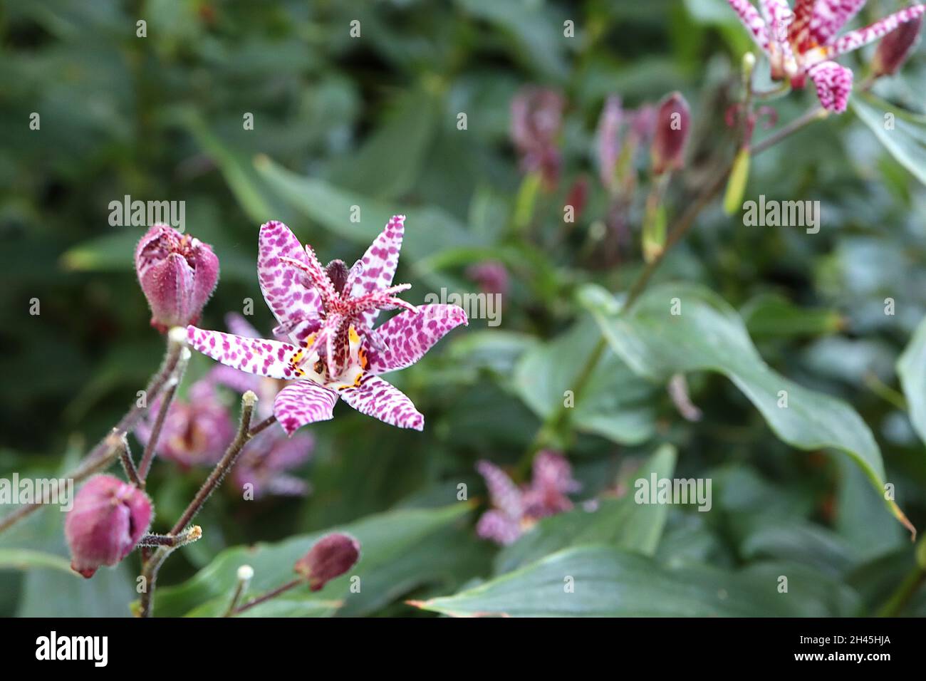 Tricyrtis formosana ‘Dark Beauty ‘ Krötenlilie Dark Beauty – weiße, orchideenartige Blüten mit unregelmäßigen violetten Flecken und breiten, lanzförmigen Blättern Stockfoto