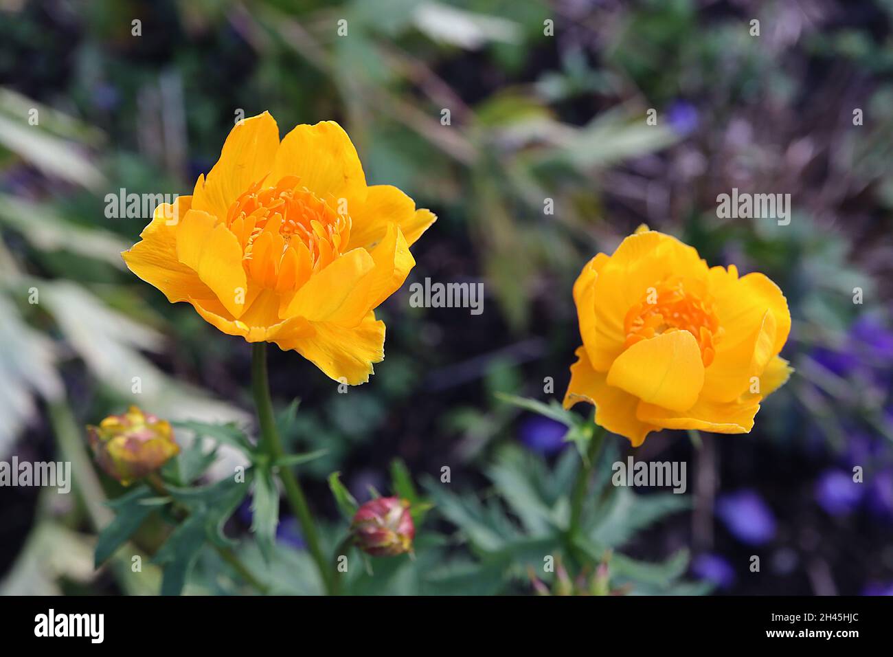 Trollius x Cultorum ‘Orange Crest’ Orange Crest Globeflower – gelbe schalenförmige Blüten mit schlanken inneren Blütenblättern, Oktober, England, Großbritannien Stockfoto