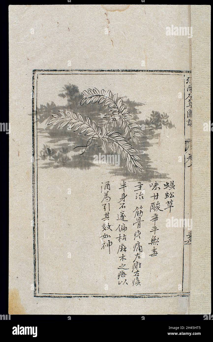 Ming-Kräuter (Gemälde): Wüstengras mit Ziliengras Stockfoto