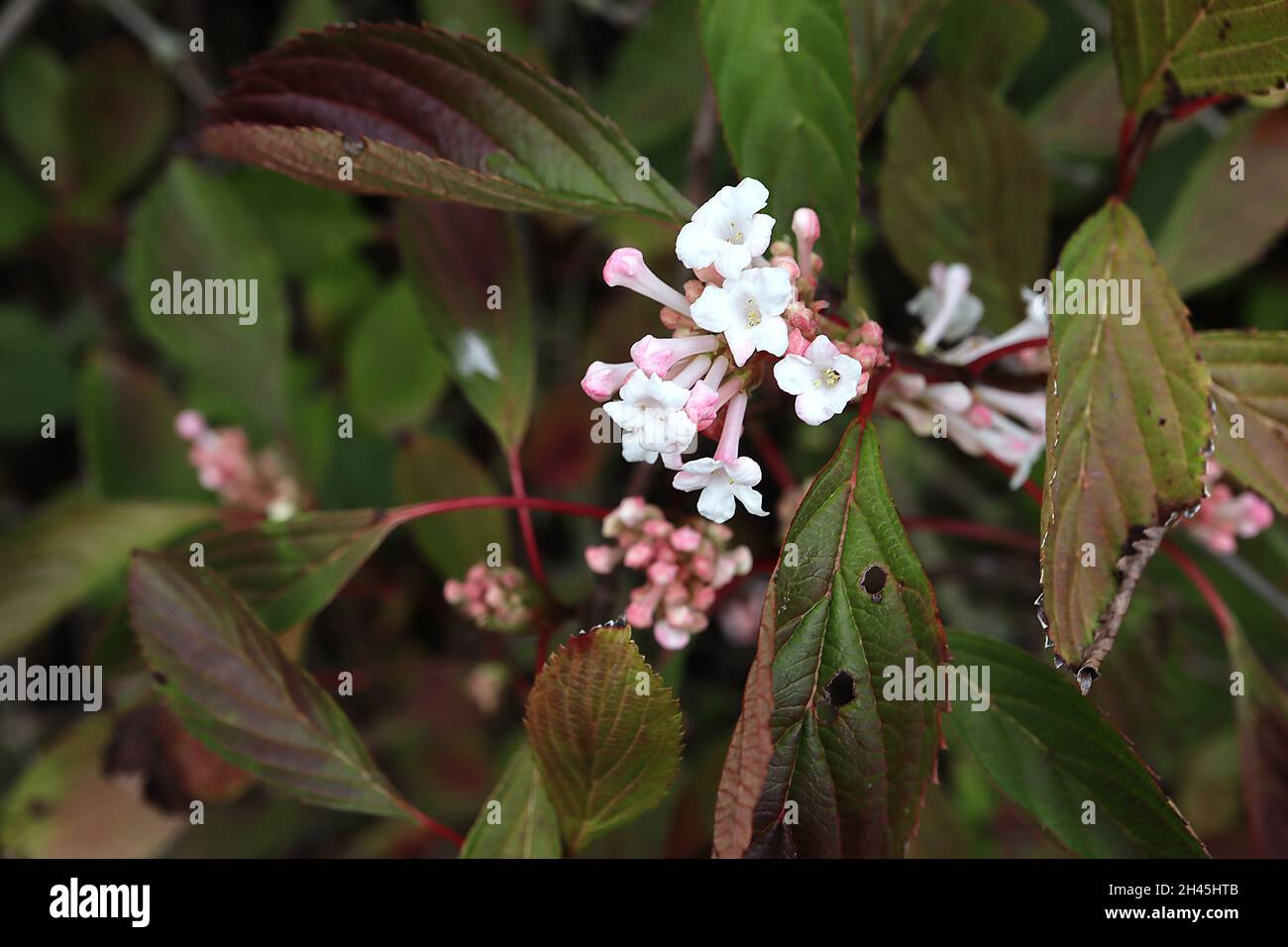 Viburnum farreri ‘nanum’ duftiges Viburnum nanum - Trauben von duftenden weißen röhrenförmigen Blüten und glänzenden bronzegrünen Blättern, Oktober, England, Großbritannien Stockfoto