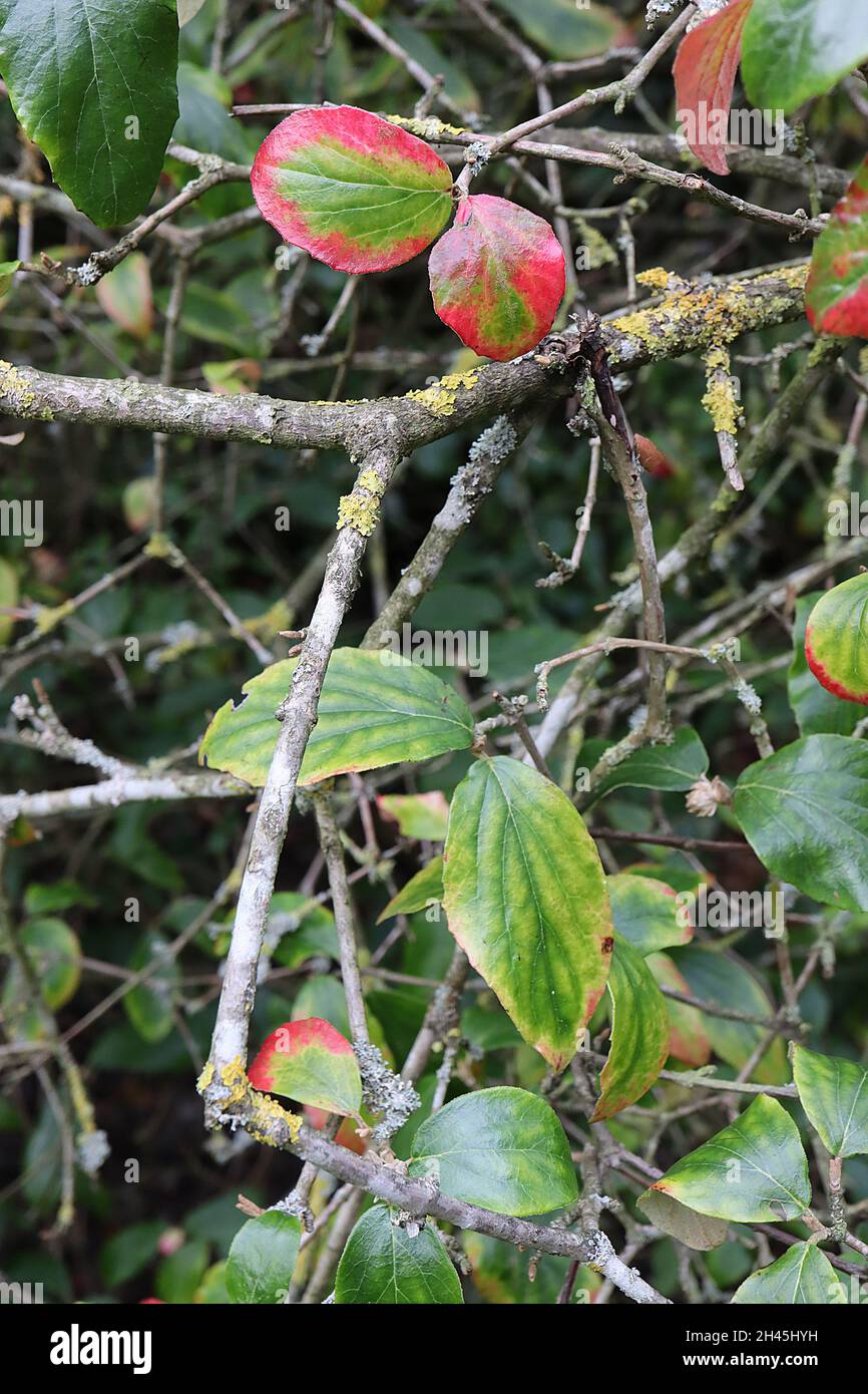 Viburnum x burkwoodii Arrowwood – duftende kleine rosa und weiße Blütenstände, Oktober, England, Großbritannien Stockfoto