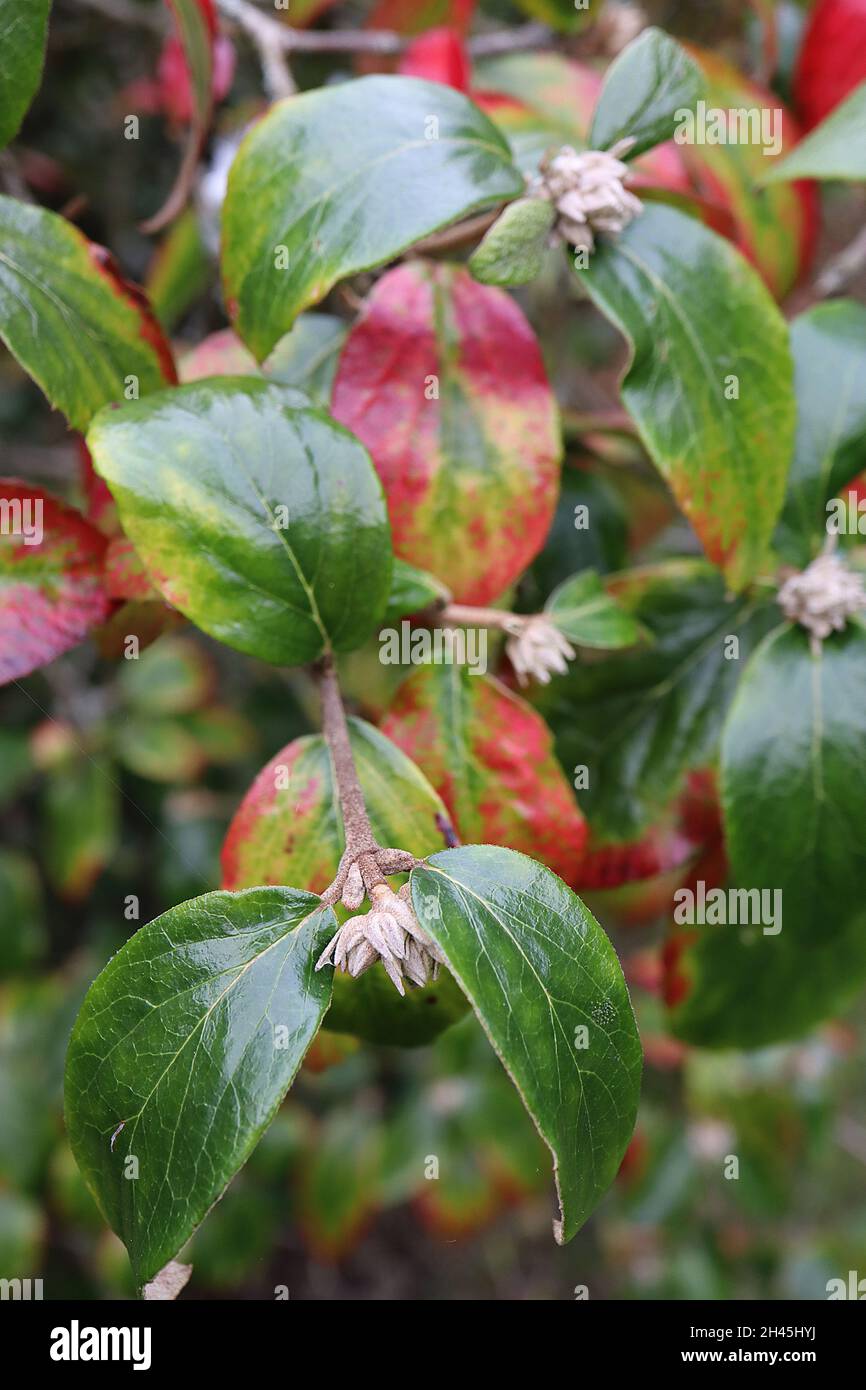 Viburnum x burkwoodii Arrowwood – duftende kleine rosa und weiße Blütenstände, Oktober, England, Großbritannien Stockfoto