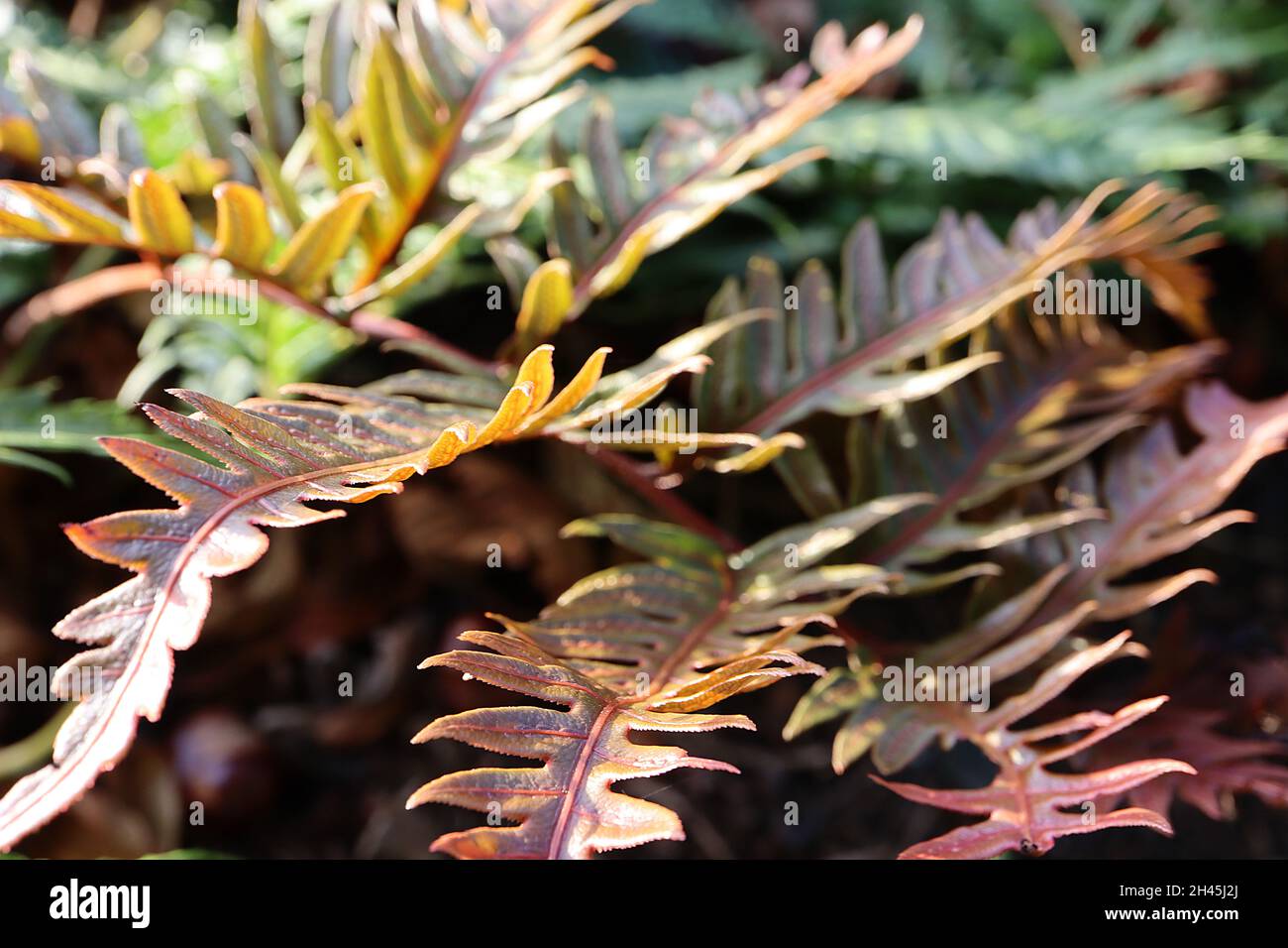 Woodwardia unigemmata Schmuckkettenfarn – glänzende zweibipangeborene dunkelrote und gelb-grüne Wedel mit Stich- oder kettenähnlichen Markierungen, Oktober, England, Großbritannien Stockfoto
