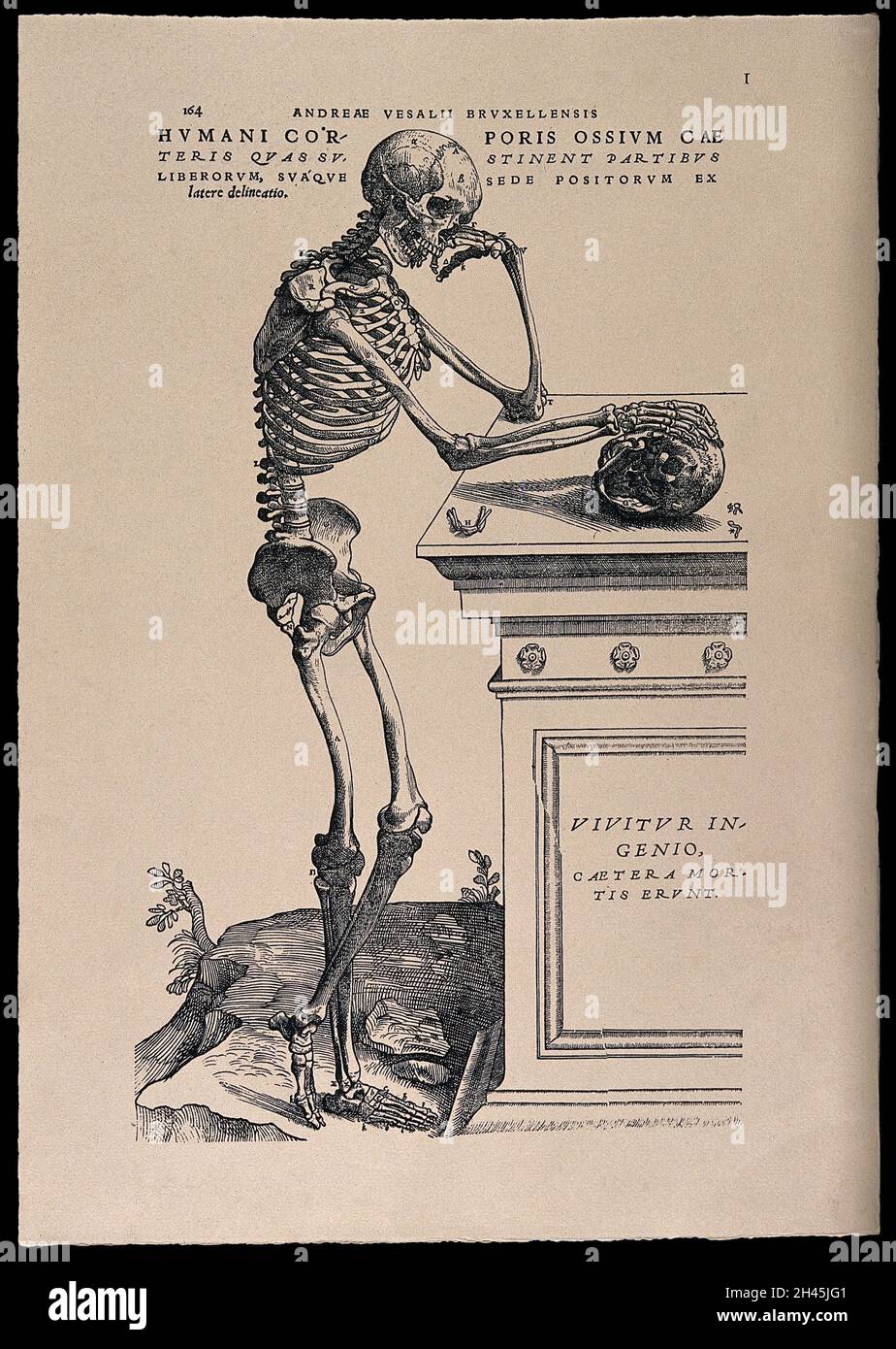 Ein Skelett, das einen Schädel betrachtet: Seitenansicht. Photolithograph, 1940, nach einem Holzschnitt, 1543. Stockfoto