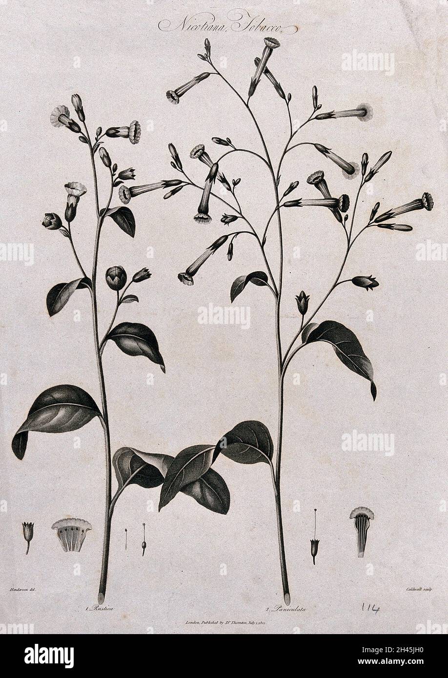 Tabakpflanzen (Nicotiana rustica und N. paniculata): Blühender und fruchtender Stamm beider Arten mit ihren jeweiligen floralen Segmenten.Gravieren von J.Caldwall, um 1805, nach P.Henderson. Stockfoto