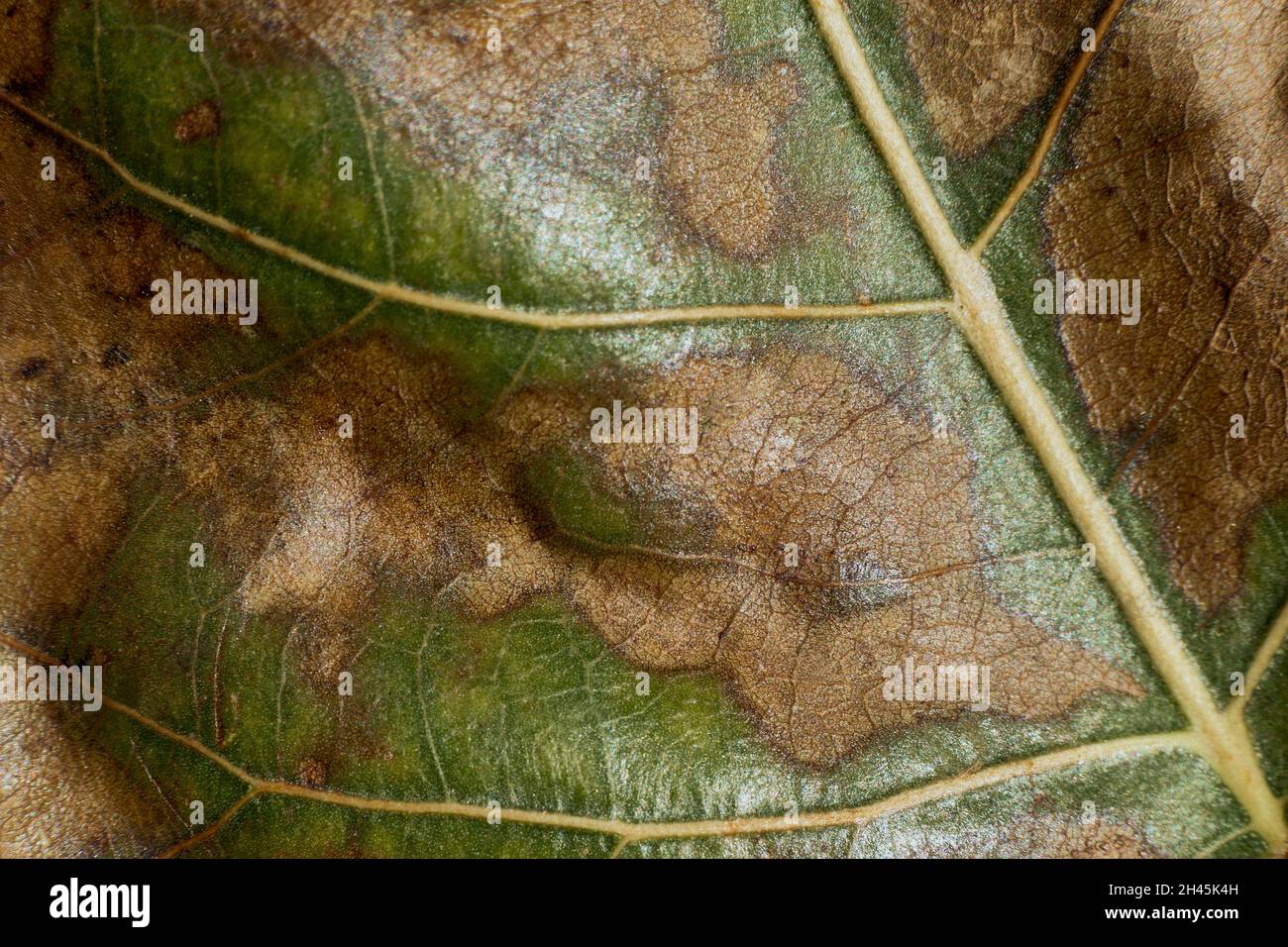 Makro-Nahaufnahme eines ausgetrockneten Baumblattes Stockfoto