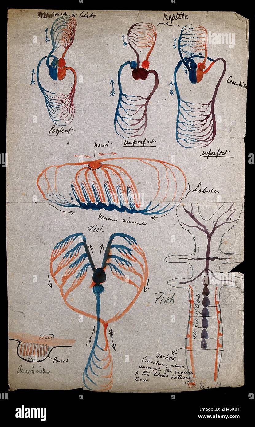 Kreislaufsystem: Sieben Diagramme, die das Herz- und Kreislaufsystem von Säugetieren, Vögeln, Reptilien, Hummer, Fischen und Arachniden anzeigen. Aquarellzeichnung von J.C. Whishaw, 1852/1854. Stockfoto