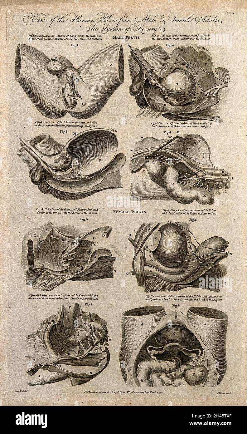 Männliche und weibliche Becken: Acht Abbildungen zeigen Querschnitte der Organe und Blutgefäße des männlichen und weiblichen Beckens. Linienstich von J. Taylor, 1790, nach F. Birnie. Stockfoto Männliche und weibliche Becken: Acht Abbildungen zeigen Querschnitte der Organe und Blutgefäße des männlichen und weiblichen Beckens. Linienstich von J. Taylor, 1790, nach F. Birnie. Stockfoto