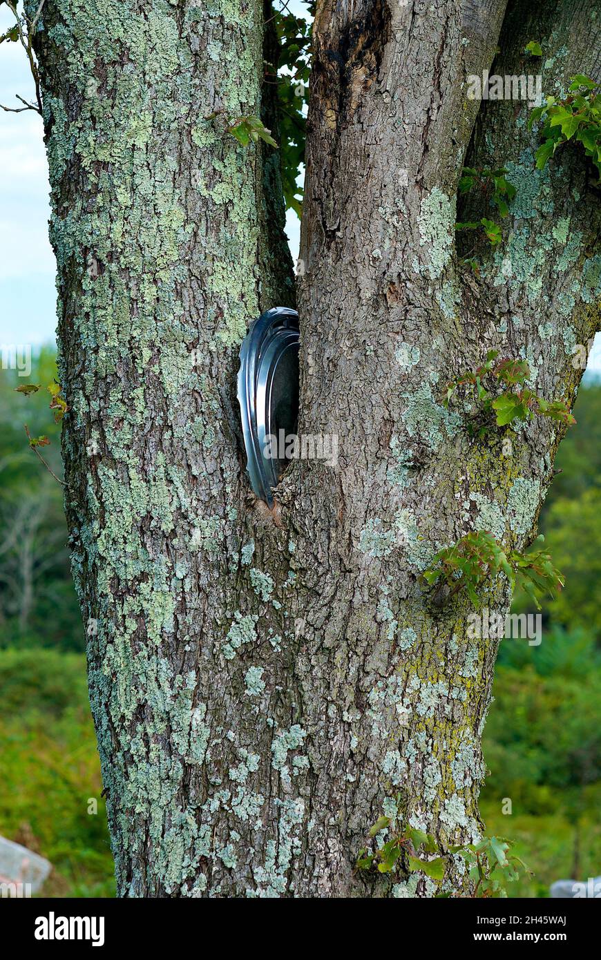 Die Metallkappe eines alten Autoreifens ist in die Gabel eines reifen Baumes eingebettet, der um ihn herum aufgewachsen ist. Stockfoto