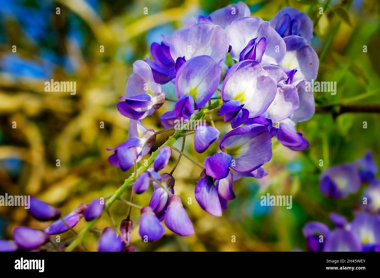 Chinesischer blauregen -Fotos und -Bildmaterial in hoher Auflsung  Alamy