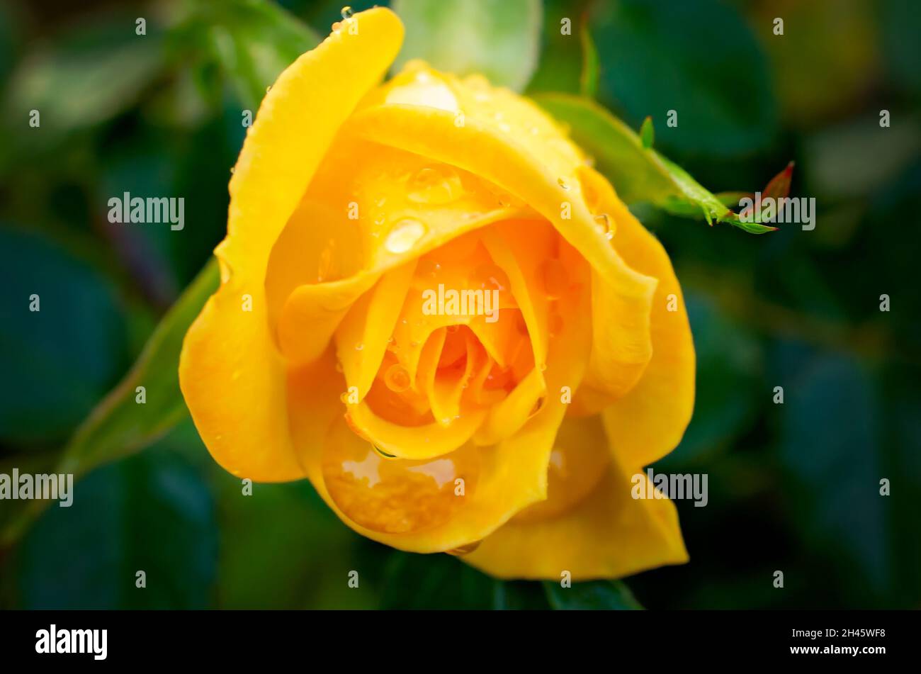 Regentropfen glitzern auf einer gelben Teerose (Rosa hybrida) im Garten, 8. April 2014, in CODEN, Alabama. Stockfoto