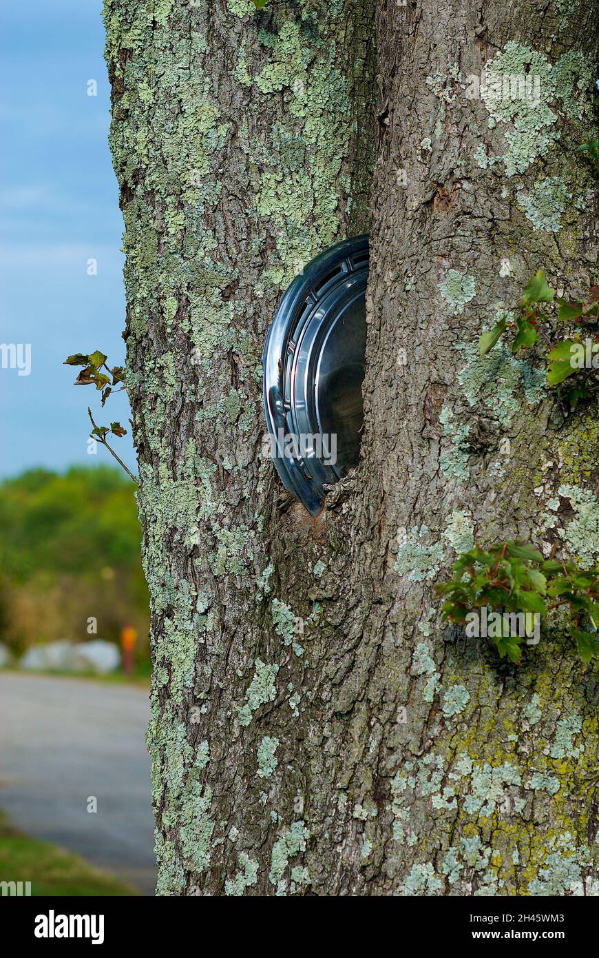 Die Metallkappe eines alten Autoreifens ist in die Gabel eines reifen Baumes eingebettet, der um ihn herum aufgewachsen ist. Stockfoto