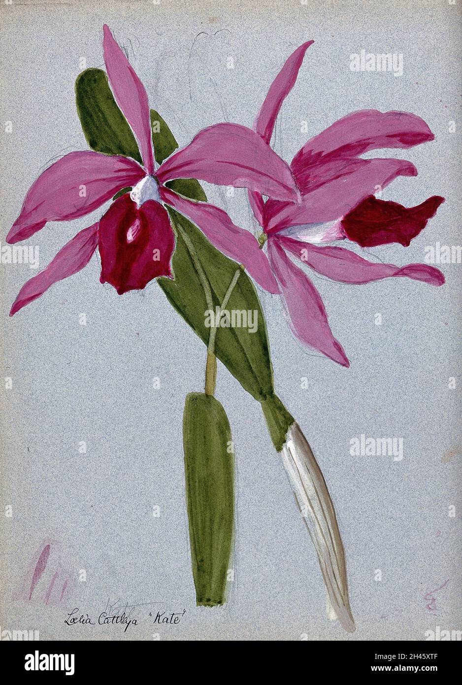 Eine Orchideenhybride (Laelia x Cattleya 'Kate'): Blühender Stamm und Blätter. Aquarell. Stockfoto