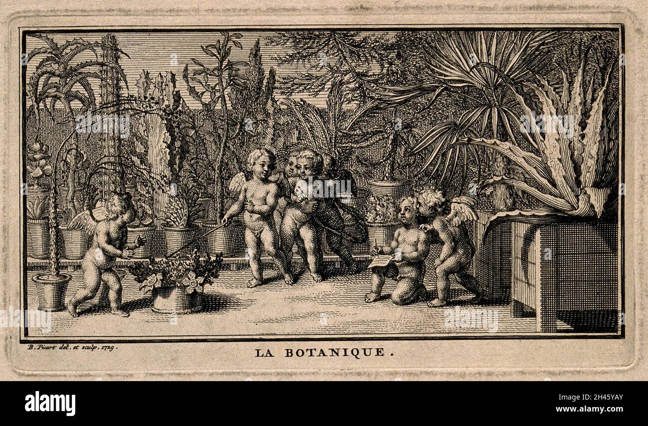 Putti studieren die Pflanzen in einem botanischen Garten; repräsentiert Botanik. Radierung von B. Picart, 1729, nach sich selbst. Stockfoto