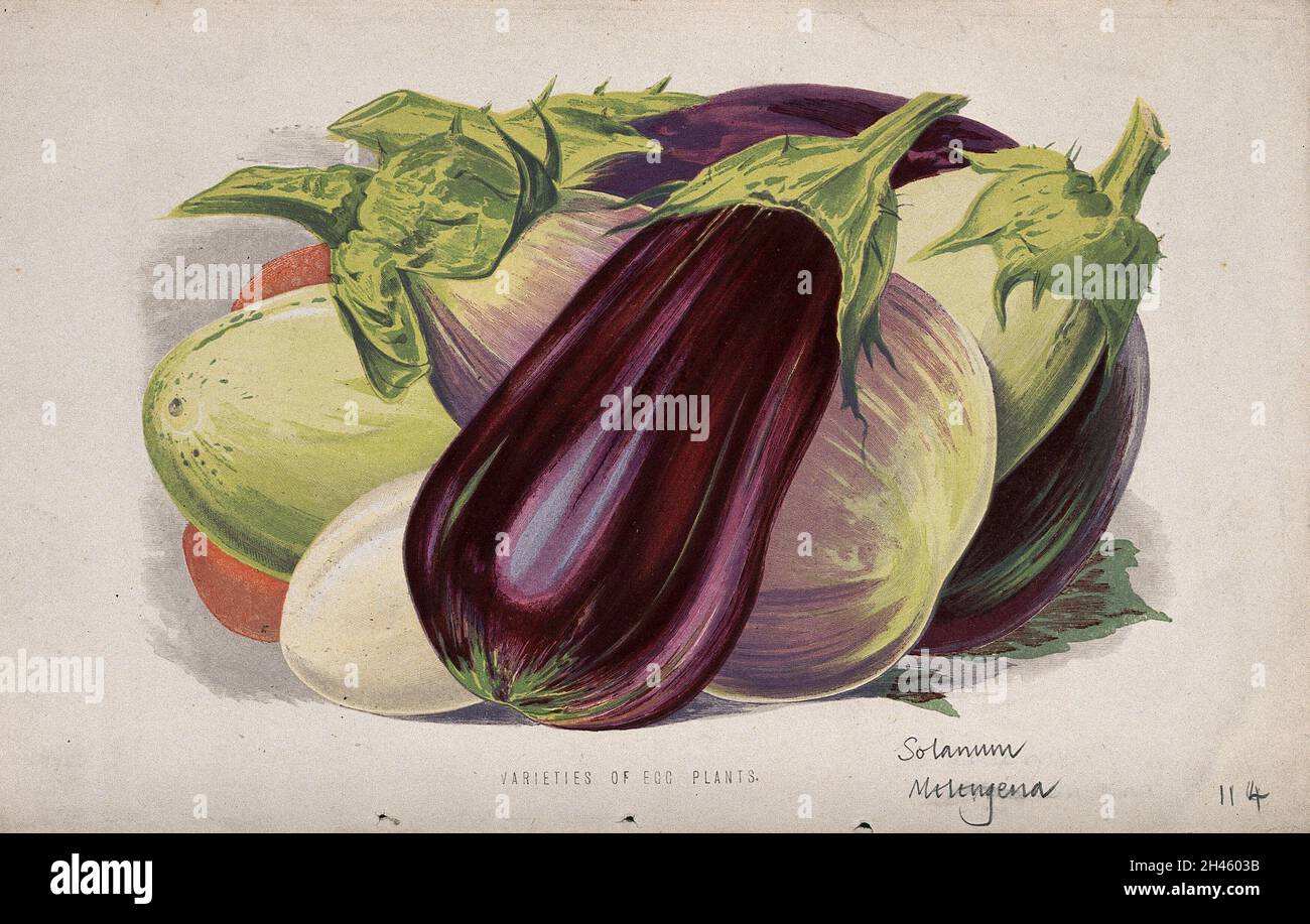 Aubergine oder Eierpflanze (Solanum melongena): Früchte verschiedener Sorten. Chromolithographie, c. 1870, nach H. Briscoe. Stockfoto