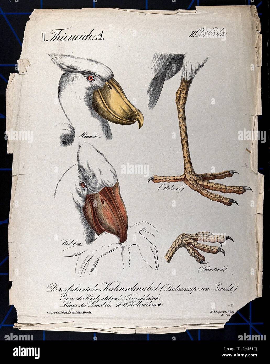 Afrikanischer Schuhschnabel: Vier Figuren, die Kopf und Füße von männlichen und weiblichen Vögeln zeigen. Chromolithographie, 1877. Stockfoto Afrikanischer Schuhschnabel: Vier Figuren, die Kopf und Füße von männlichen und weiblichen Vögeln zeigen. Chromolithographie, 1877. Stockfoto