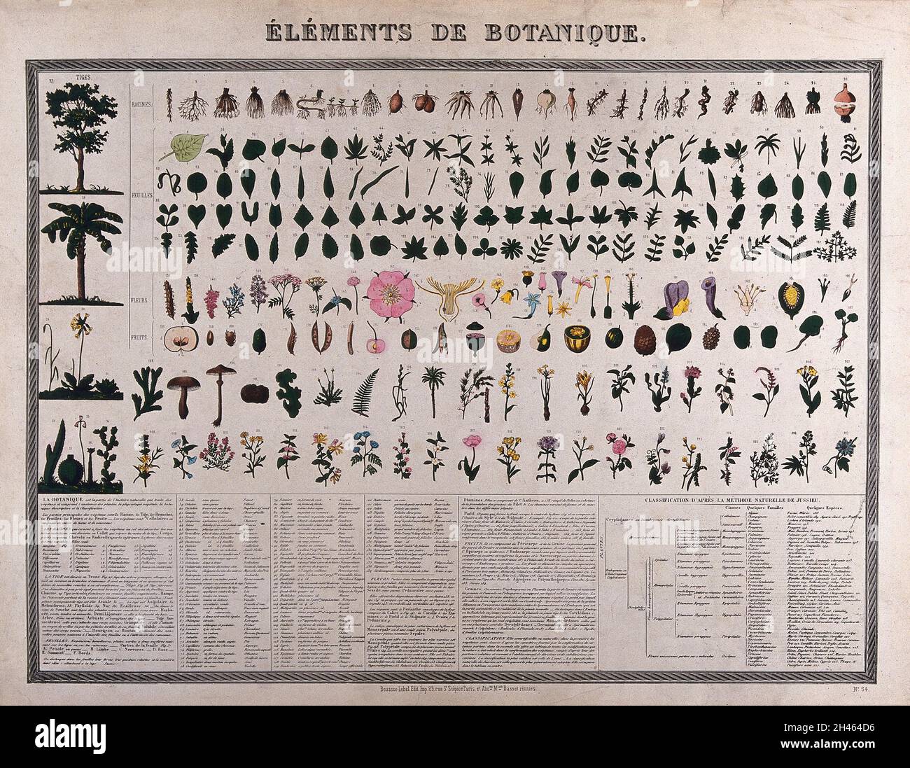 Botanische Klassifizierung; 227 Abbildungen von anatomischen Pflanzensegmenten mit beschreibendem Text. Farbprozessdruck (?). Stockfoto