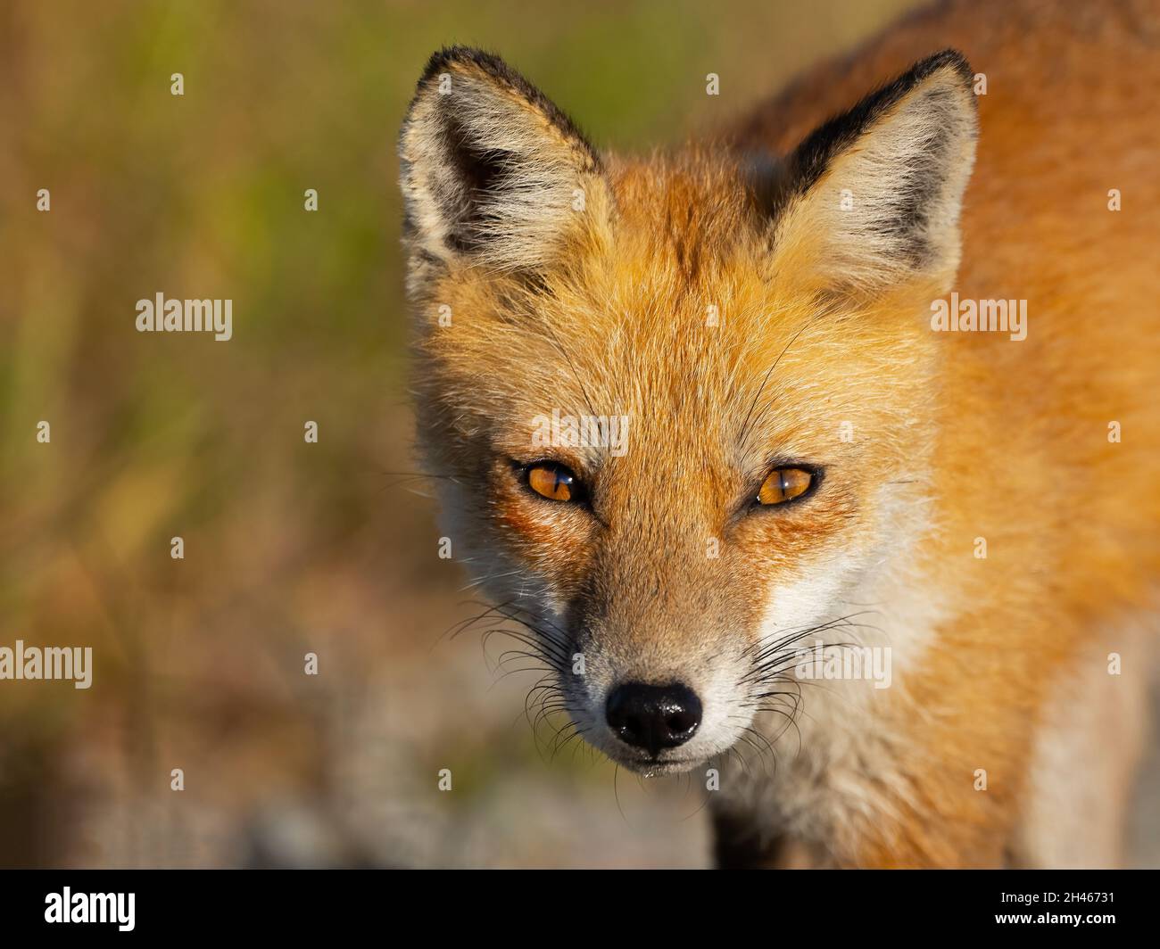 Nahaufnahme Porträt eines Rotfuchs Stockfoto