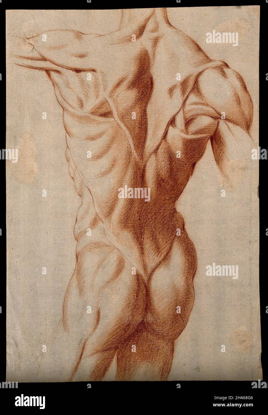 Der Stamm eines écorché von hinten gesehen. Rotkreidezeichnung, 17. Jahrhundert. Stockfoto