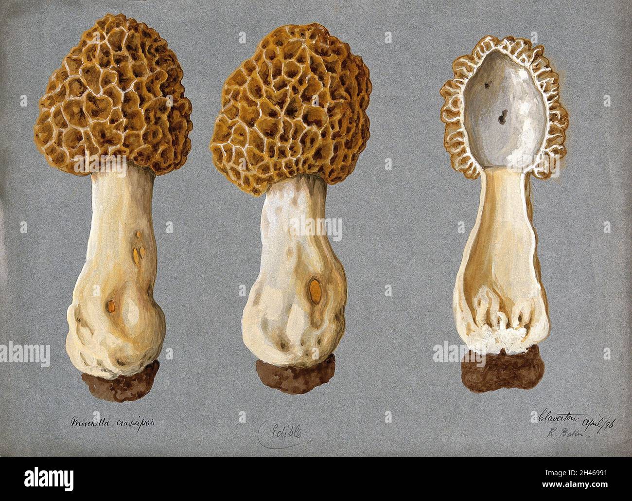 Eine Morchella (Morchella-Art): Drei Fruchtkörper, einer davon geschnitten. Aquarell von R. Baker, 1896. Stockfoto