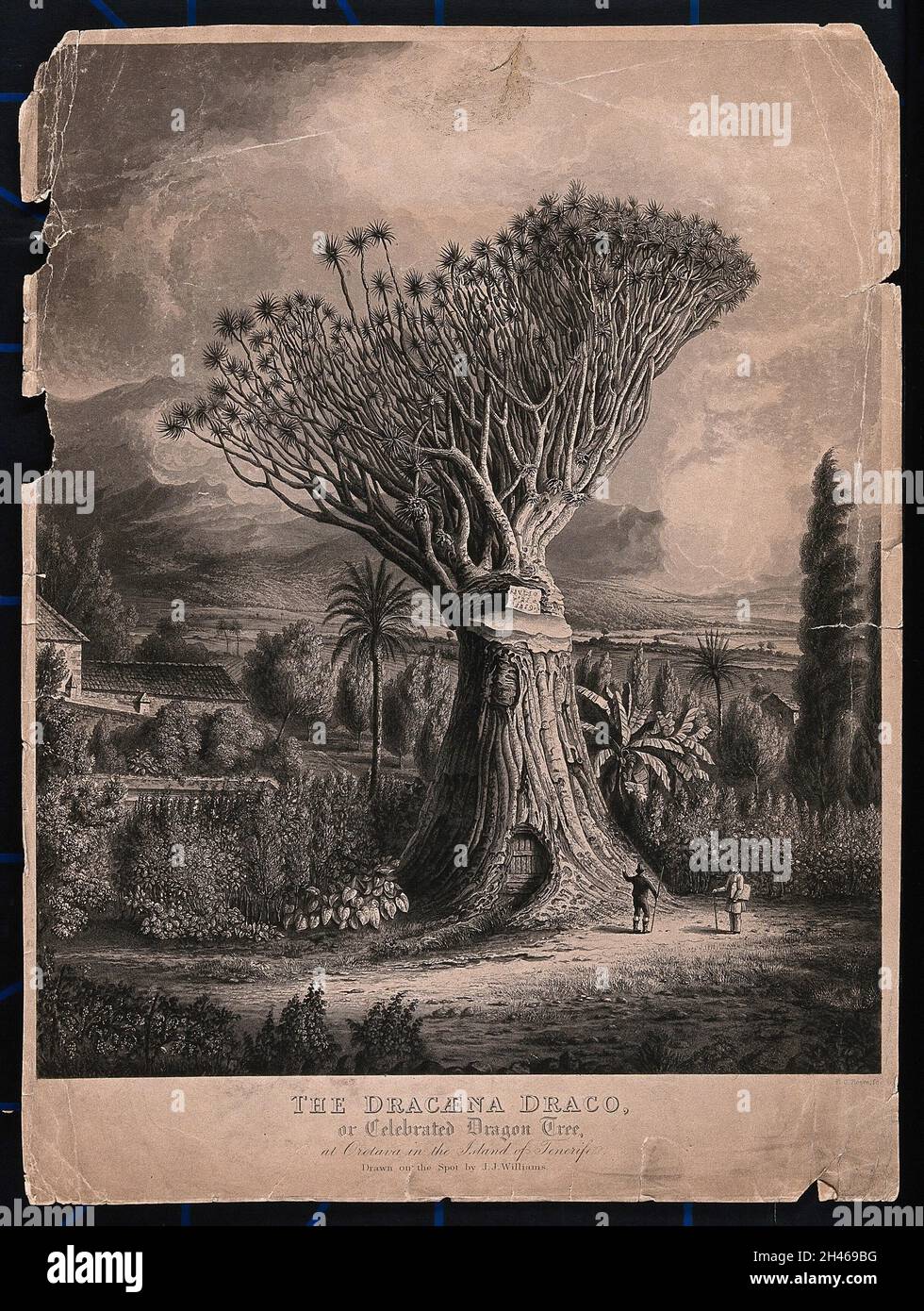 Ein alter Drachenbaum (Dracaena draco) mit einer Vergasung in seinem Stamm,  der sein Harz des 'Drachenbluts' und eine Tr in seinem Stamm freigibt.  Aquatinta mit Radierung von R. G. Reeve nach J. J.