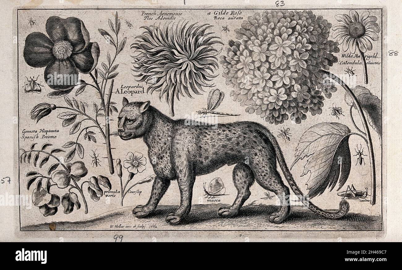 Ein Leopard, der nach links zeigt und von verschiedenen Blumen und Insekten umgeben ist. Radierung von W. Hollar, 1662, nach sich selbst. Stockfoto