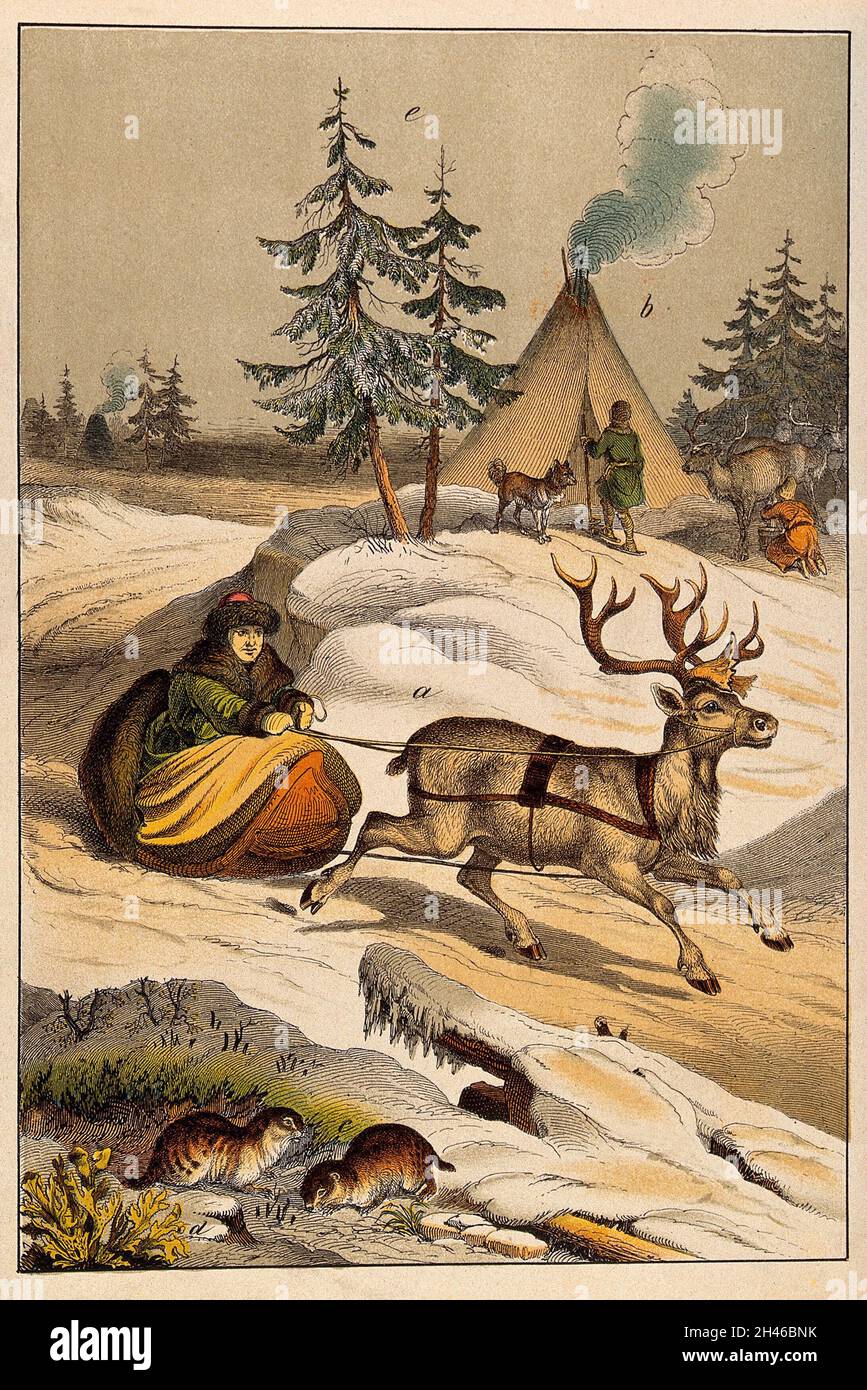 Ein Mann in Pelzkleidung reitet mit seinem Hirsch durch eine verschneite Landschaft, während sein Zelt, sein Stamm und seine Rentierherde im Hintergrund zu sehen sind. Farbiger Linienblock. Stockfoto