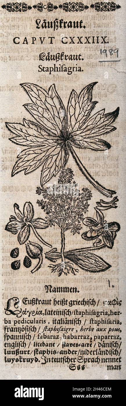 Ein Lerchensporn (Consolida-Art) (?): Blühende Pflanzen-, Blatt- und florale Segmente. Holzschnitt. Stockfoto