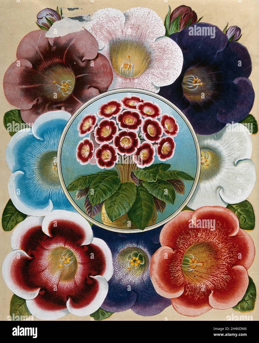 Gemischte Blüten, alle Sorten der Gloxinia des Floristen (Sinningia speciosa). Chromolithographie, c. 1890. Stockfoto