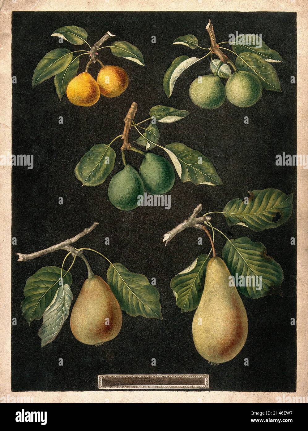Eine Sammlung von Birnen (Pyrus-Arten). Farbe und farbige Gravur, c. 1817, nach G. Brookshaw. Stockfoto