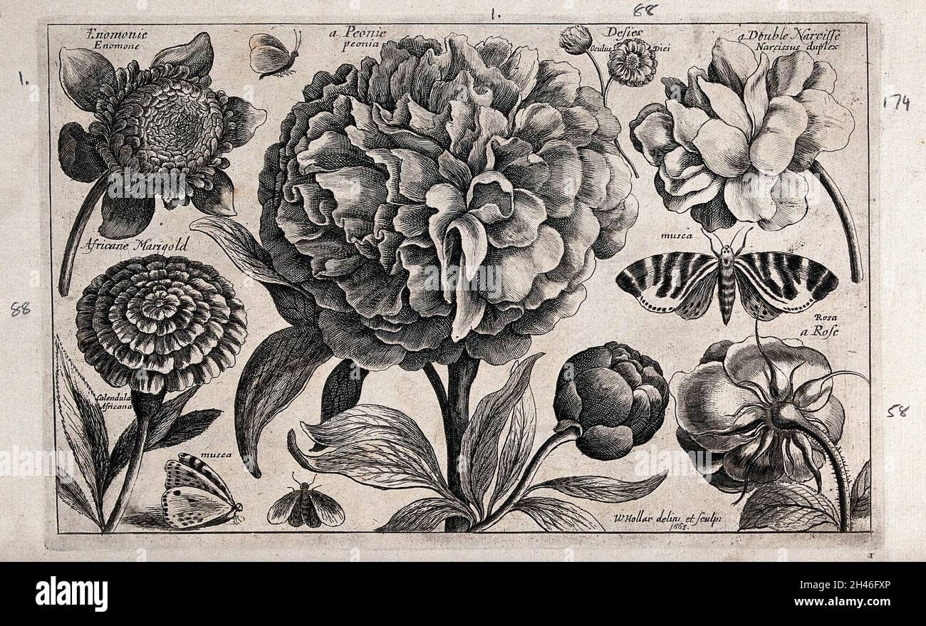 Eine große Pfingstrose (Paeonia-Arten), umgeben von verschiedenen Blumen und Motten. Radierung von W. Hollar, 1663, nach sich selbst. Stockfoto