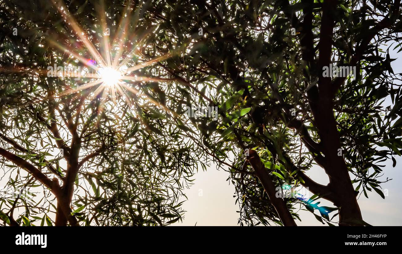 Im Sommer scheint die Sonne durch grünes Laub auf den Ästen. Natur, Klimawandel und Umweltkonzept Stockfoto