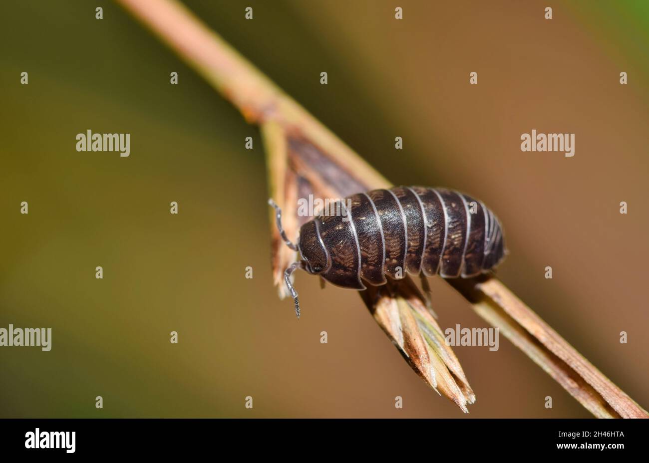 Gewöhnliche Sau Bug auf einem Pflanzenstiel. Krustentiere, die nachts sehr aktiv sind und für den Menschen harmlos sind. Stockfoto