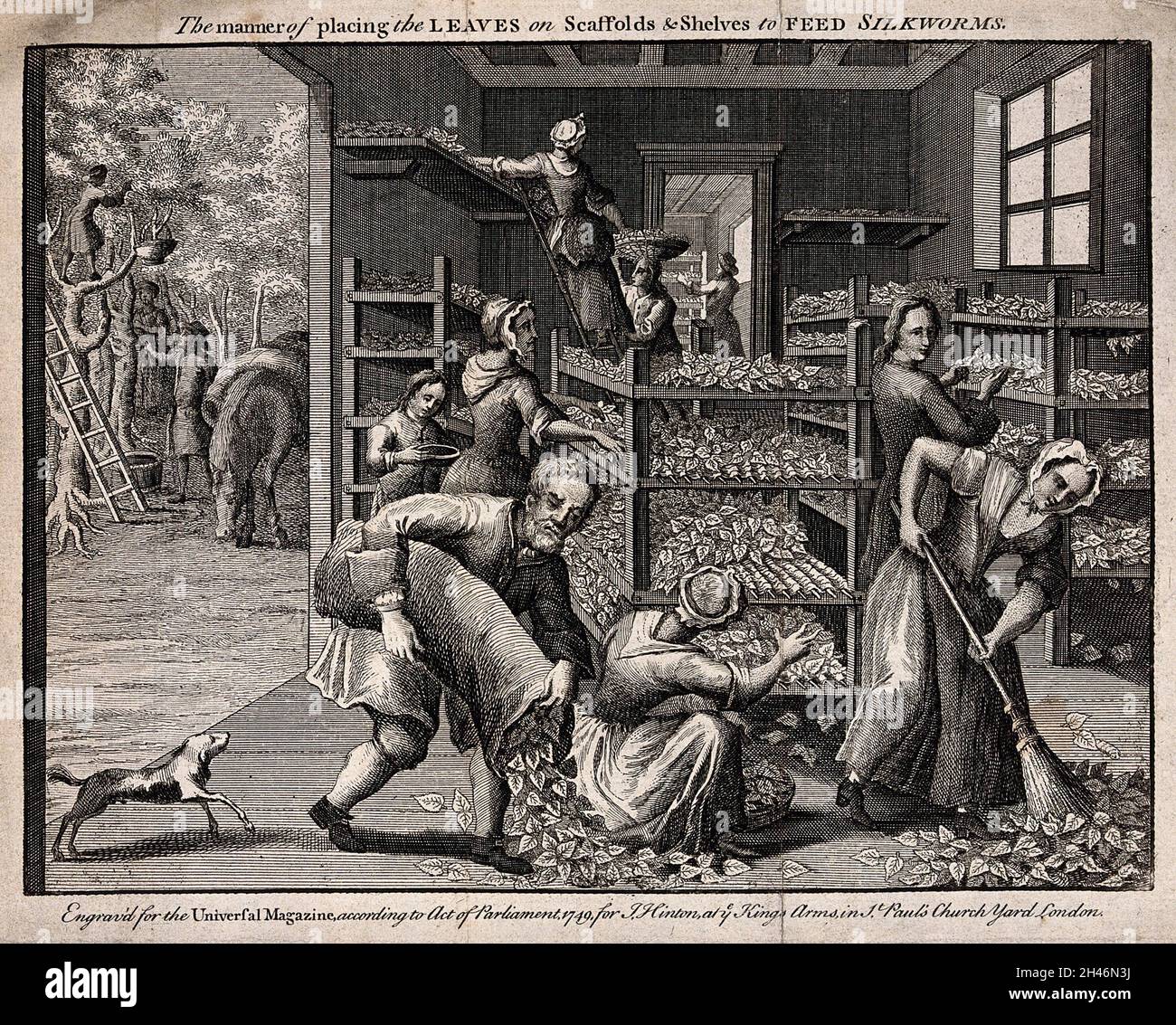 Textilien: Maulbeerblätter auslegen, um Seidenraupen zu füttern. Stich zugeschrieben B. Cole, 1749. Stockfoto