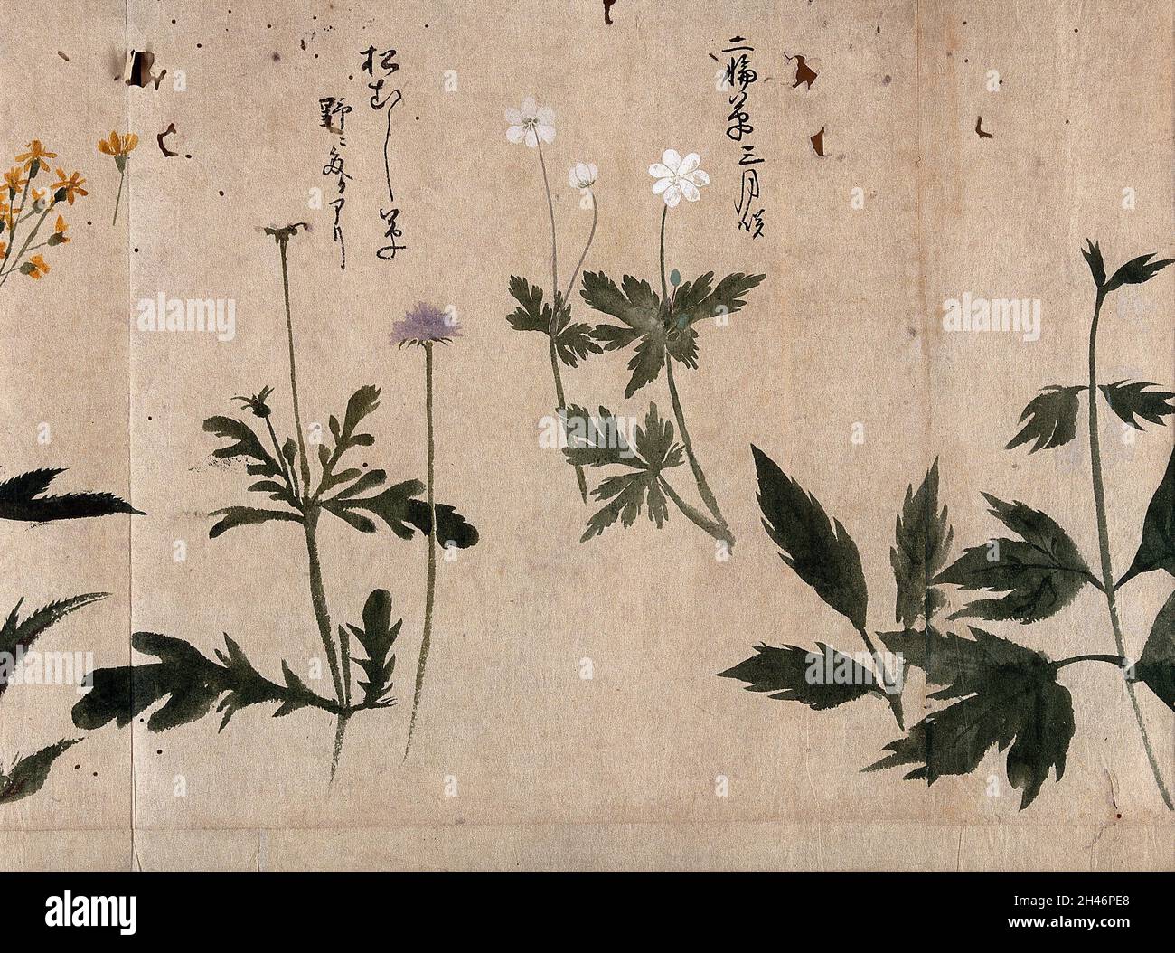 Zwei blühende Pflanzen, eine möglicherweise eine scheußliche (Scabiosa-Art). Aquarell, c. 1870. Stockfoto