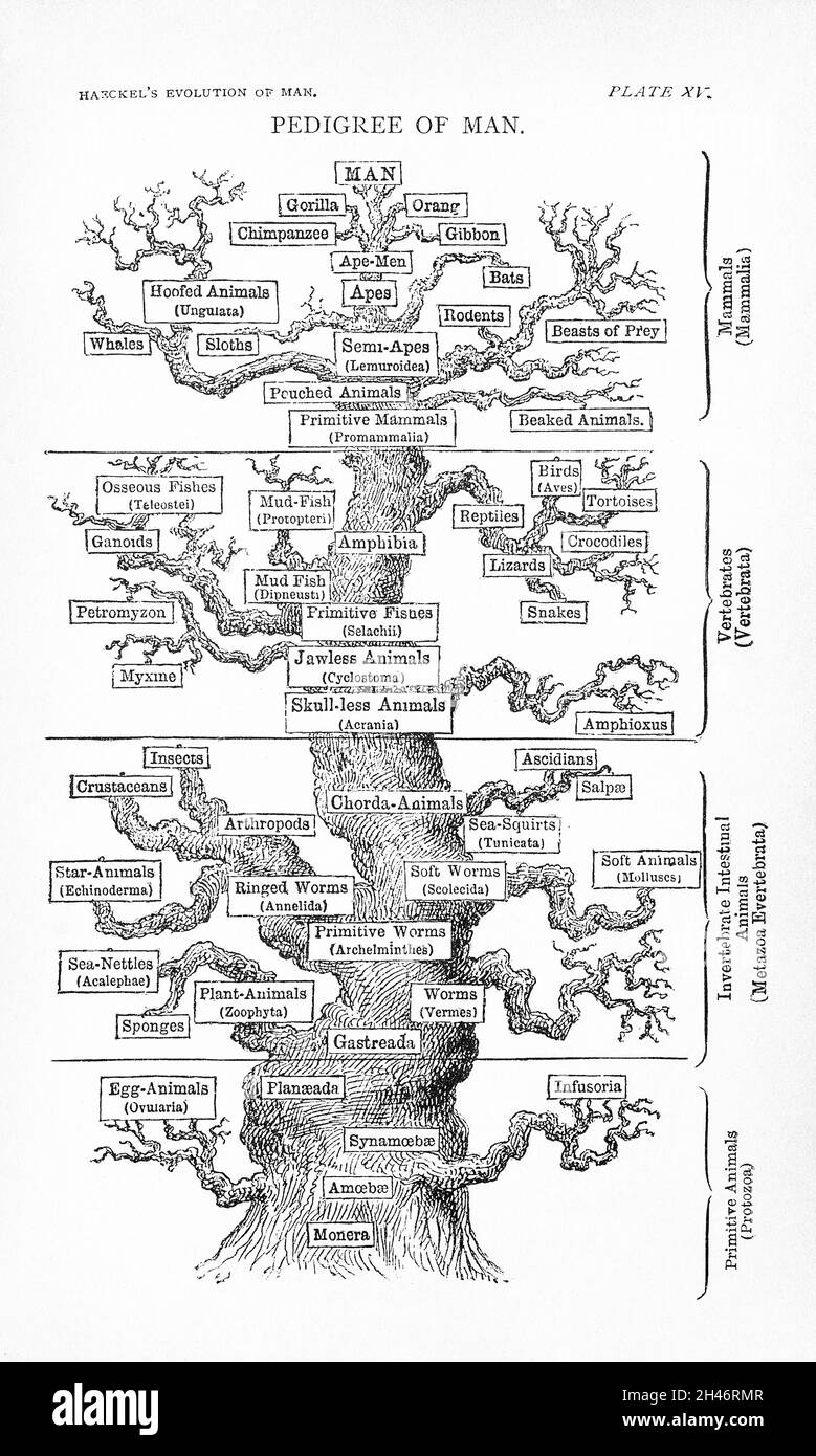 Haeckel, Ernst die Evolution des Menschen, 1887 Stockfoto