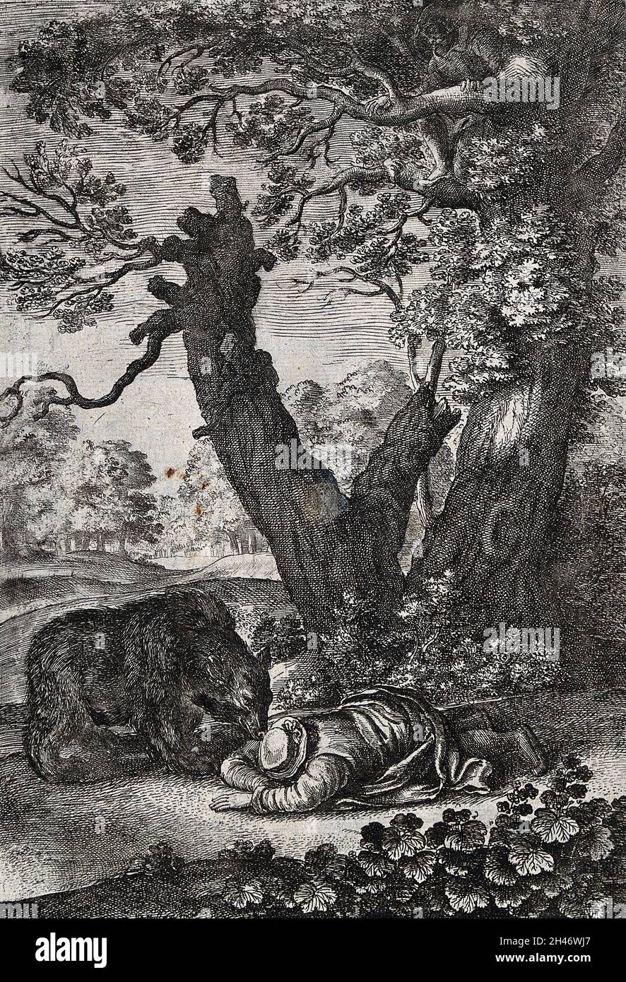 Ein Bär schnüffelt einen Mann an, der mit dem Gesicht nach unten auf dem Boden liegt, während ein anderer Mann in einen Baum Zuflucht genommen hat. Radierung von W. Hollar für eine Fabel von Aesop. Stockfoto